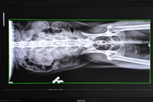 Tierarzt Digitales Röntgen